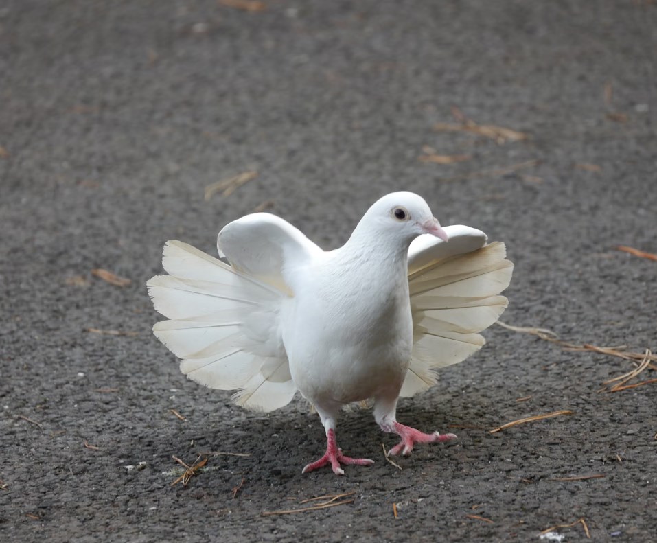 Japonská centrální banka nebude zatím zvyšovat sazby, obchodníci začínají ustupovat od sázek na holubičí Fed a futures jsou v zeleném