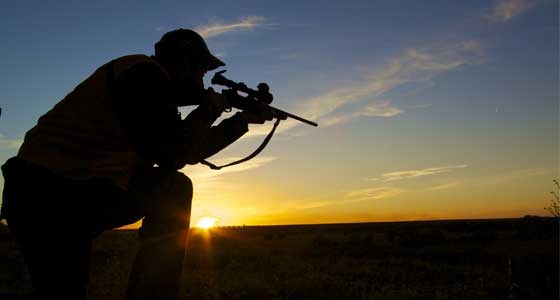 Stanou se z lovců pasivní investiční ovečky?