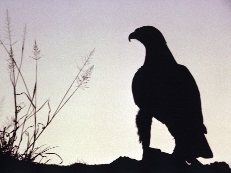 Sazby na minimu netřeba, říká (zatím) jediný jestřáb z Fedu. Chce jejich zvýšení již v příštím roce