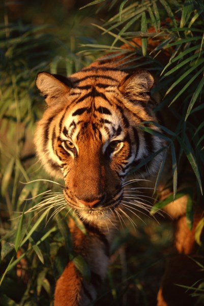 Zvířecí instinkt dobývá firemní sektor. Podpoří další rally? (+investiční tipy)