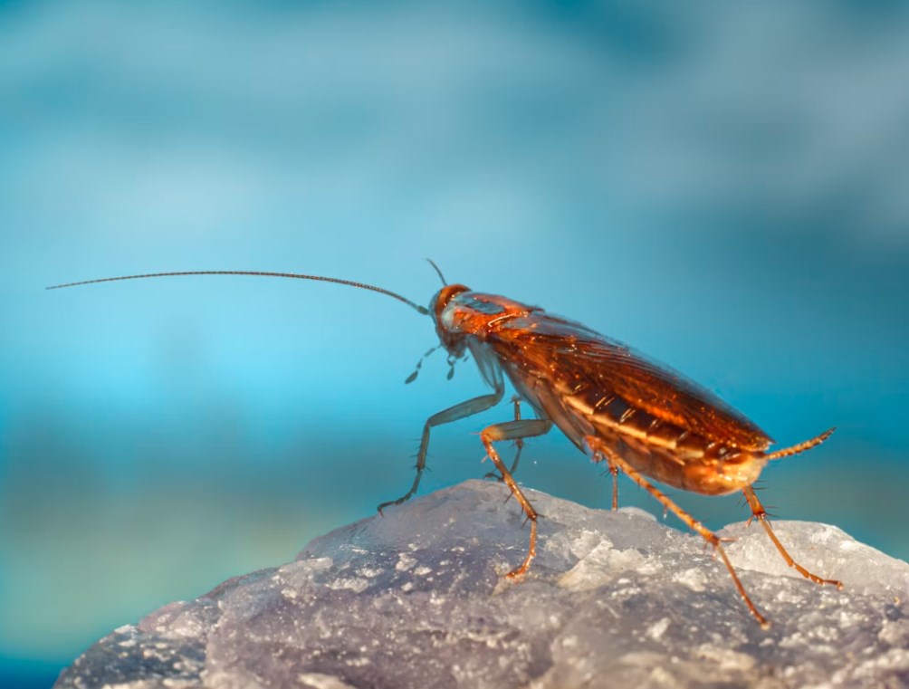 Další "šváb"? Kolaps Market Financial Solutions odhaluje podezření z podvodu i díry v kolaterálu