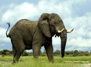 Já chci slona!