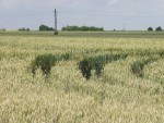 V EU roste plocha určená pro pěstování bioplodin