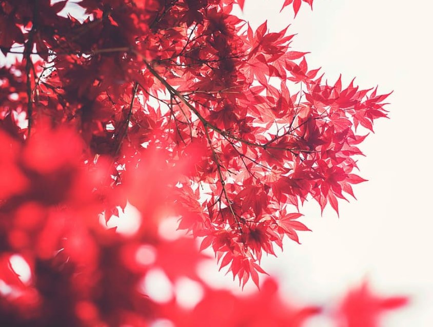 Obavy z rostoucí inflace a regulace v Číně sráží futures hluboko do červeného