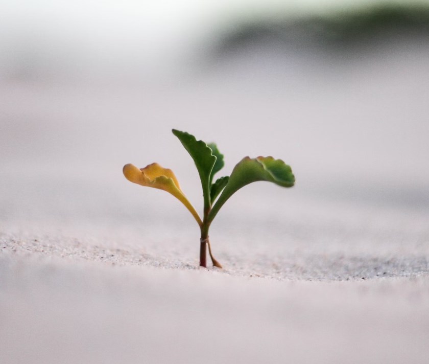 Jefferies: Akcie pro další růst nepotřebují klesající sazby