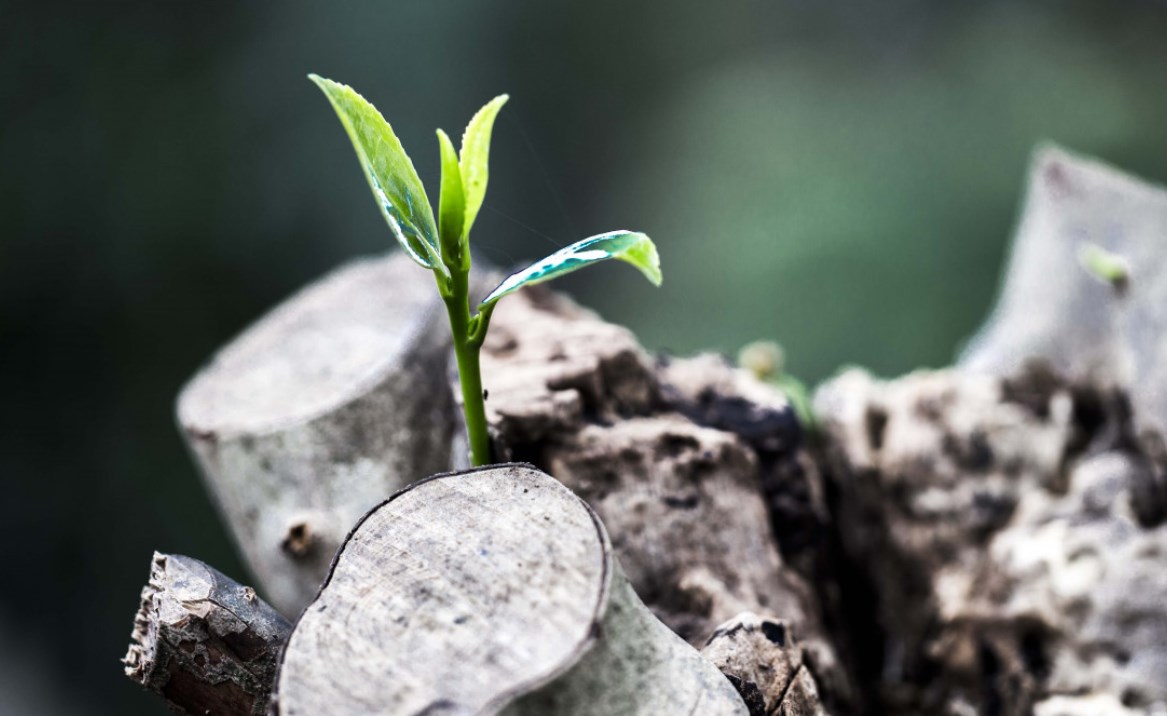 Zelené výhonky otočky