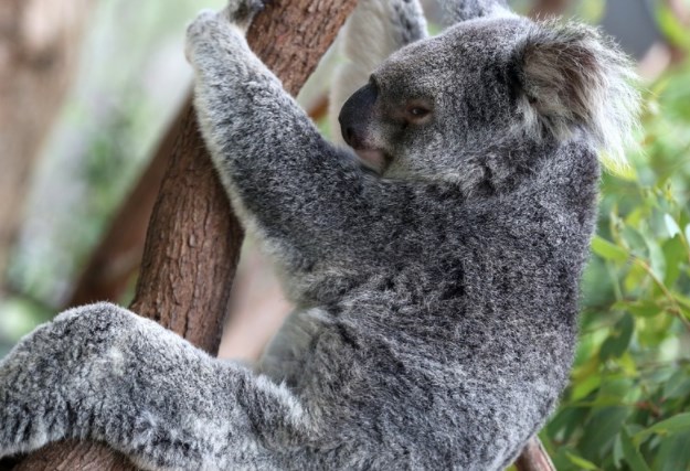 Dlouhodobý dividendový výhled a našponovanost současného trhu
