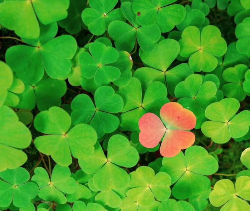 Průzkum Fidelity: Geopolitika zesiluje rostoucí rozdíly na rozvíjejících se trzích