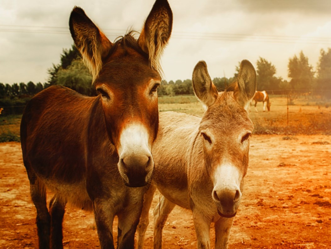 Demokrati o krok blíž ovládnutí Senátu. Špatná zpráva pro Nasdaq, dluhopisy a dolar