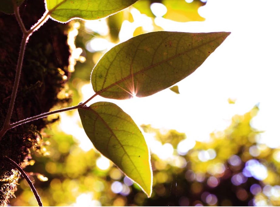 Vakcíny od Pfizeru a Moderny účinně předchází infekcím, futures v zeleném