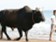 Schwab: Býk bude ztrácet na síle, investorům pomůže disciplína