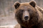Perly týdne: Medvědi zpět do díry, rostoucí pravděpodobnost recese a hrozba jménem Huawei