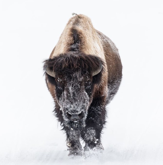 Vyšší zisky povedou v roce 2022 k prodloužení býčího trhu, vyplývá z průzkumu mezi stratégy