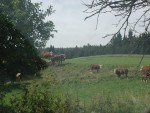 Zentiva: Dokončen prodej pozemků v Rumunsku za 19,6 mil. EUR